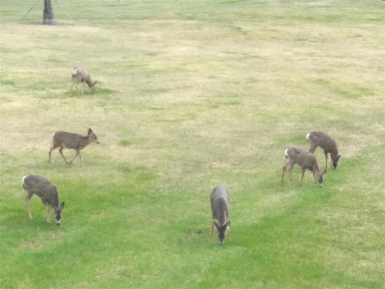 Cariboo Log Guest House Lac La Hache Esterno foto